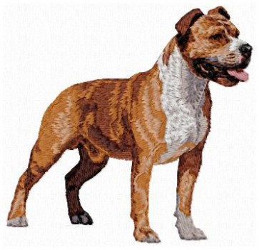 American Staffordshire Terrier - DD142
