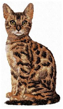 Bengal Cat - CD11