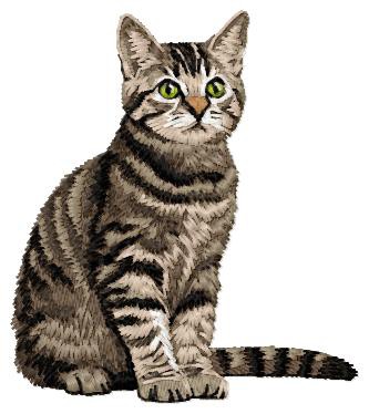 Domestic Shorthair Cat - CD16