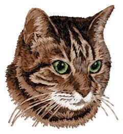 Domestic Shorthair Cat - CD17