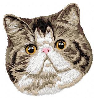 Exotic Shorthair Cat Cd1