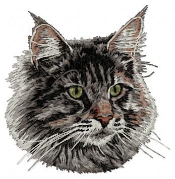 Maine Coon - CD2