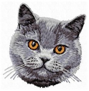 British Shorthair Cat - CD9