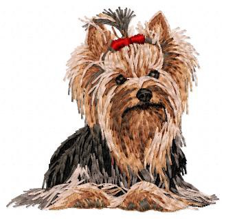 Yorkshire Terrier - DD100