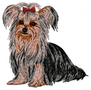 Yorkshire Terrier - DD101