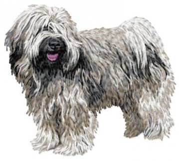 Tibetan Terrier - DD117