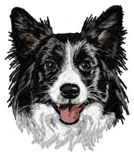 Border Collie - DD11