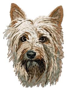 Australian Silky Terrier - DD125