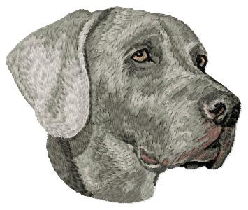 Weimaraner - DD127