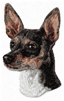 Rat Terrier - DD134