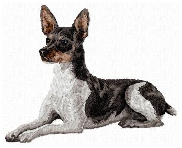 Rat Terrier - DD135