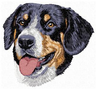 Entlebucher Mountain Dog - DD136