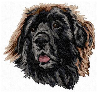 Leonberger - DD138