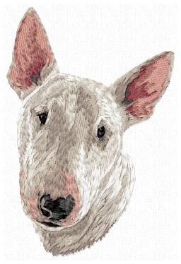 Bull Terrier - DD152