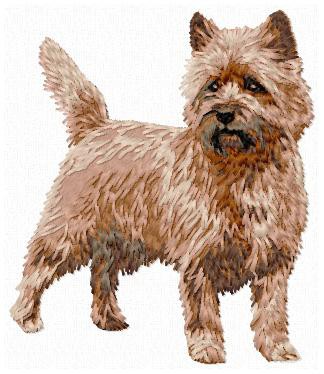 Cairn Terrier - DD155