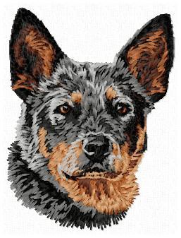 Australian Cattle Dog -DD156