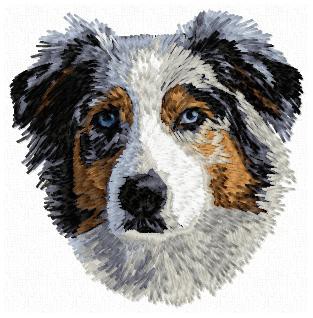 Australian Shepherd - DD157