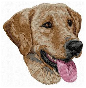 Field Labrador Retriever - DD158