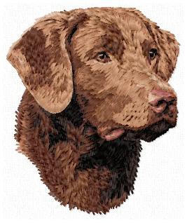 Chesapeake Bay  Retriever - DD159