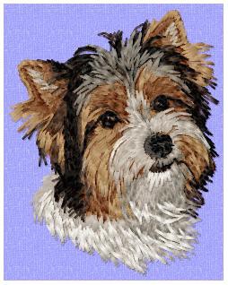 Yorkshire Terrier (Parti) - DD163