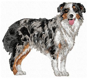 Australian Shepherd - DD165