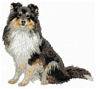 Shetland Sheepdog (Sheltie) - DD166