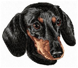 Dachshund - DD167