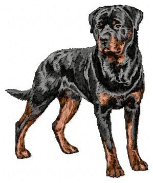 Rottweiler - DD169