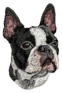 Boston Terrier - DD16