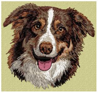 Border Collie -  DD176