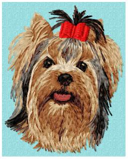 Yorkshire Terrier - DD177