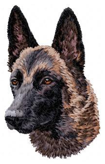 Malinois -DD179