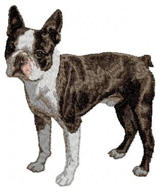 Boston Terrier - DD17