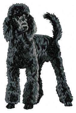 Poodle - DD181