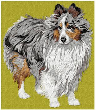 Shetland Sheepdog (Sheltie) - DD190