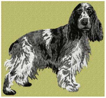 English Cocker Spaniel - DD192