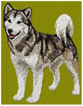 Alaskan Malamute - DD1