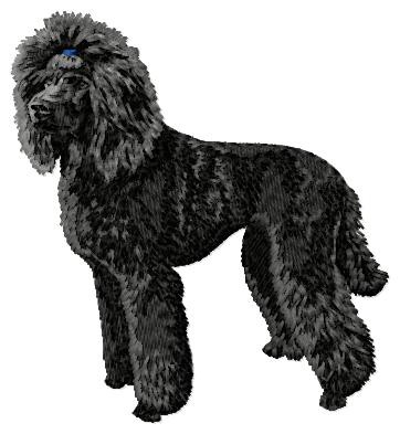 Poodle - DD202