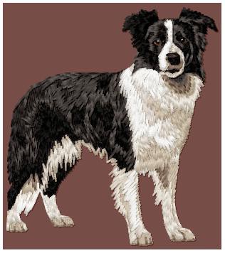 Border Collie - DD208