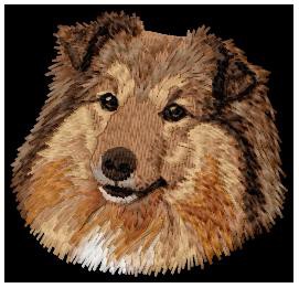 Shetland Sheepdog (Sheltie) - DD212