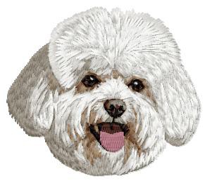 Bichon Frise - DD221
