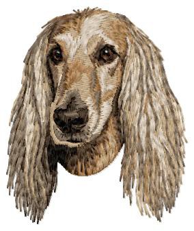 Afghan Hound - DD223