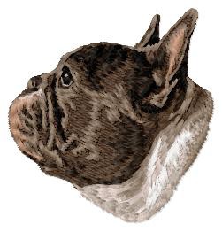 French Bulldog - DD226