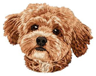 Maltipoo - DD228