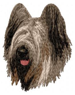 Briard (Berger de Brie) - DD22