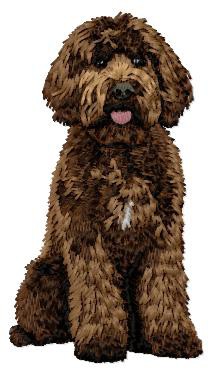 Labradoodle - DD230