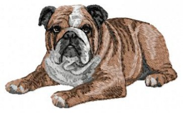 English Bulldog - DD23