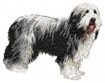 Bearded Collie - DD24