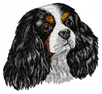 Cavalier King Charles Spaniel - DD25