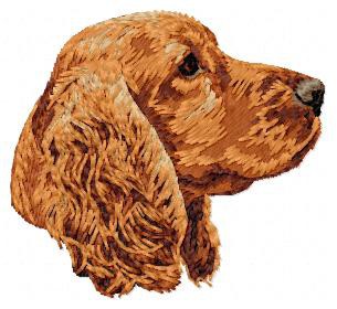 English Cocker Spaniel - DD2